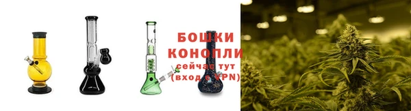 шишки Аркадак